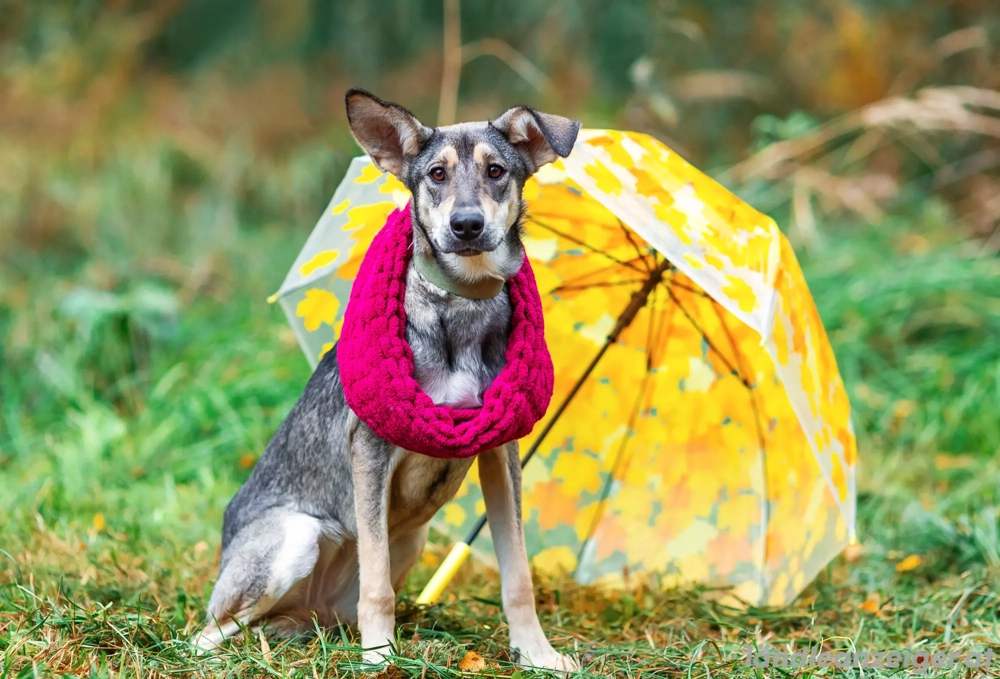 Lucy sucht noch ihr glück