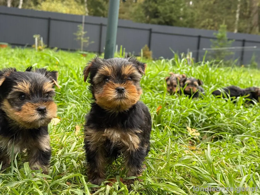 Yorkshire Terrier Welpen