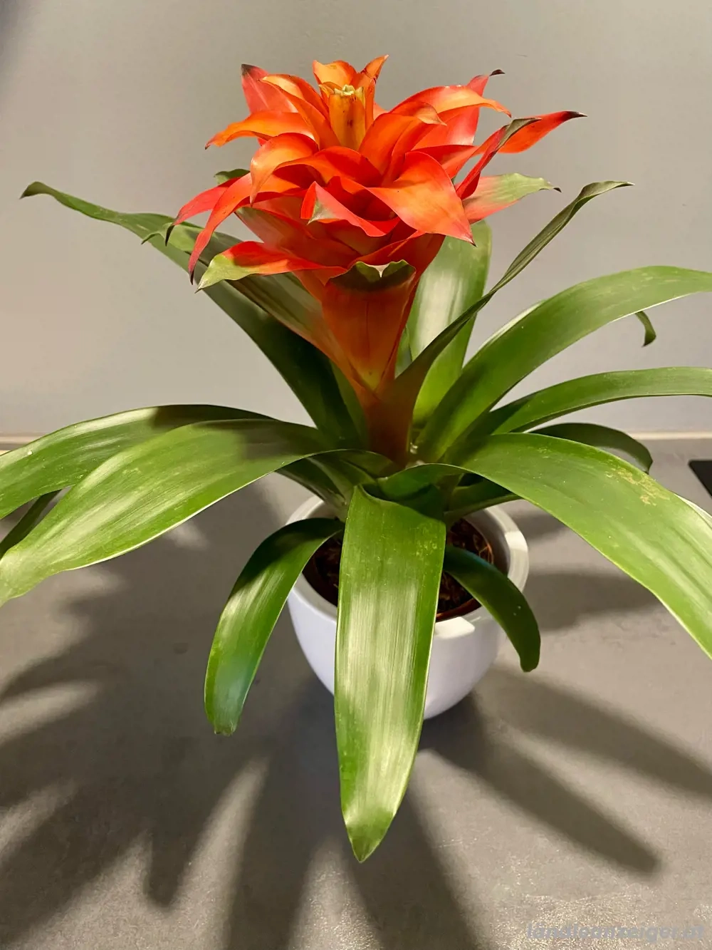 Guzmania Pflanze