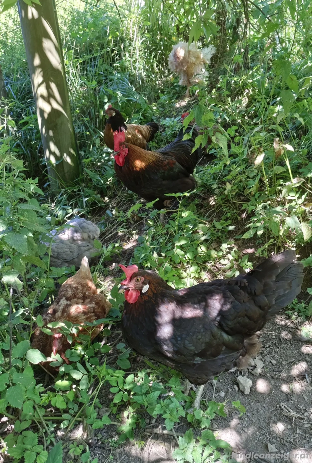  Haus gesucht zwischen Lochau und Nenzing   mit Platz für Hühnerhaltung 