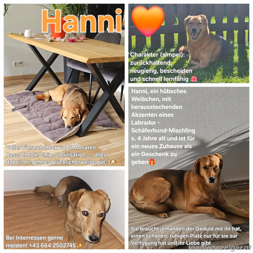 Hanni, eine hübsche Hunde Dame