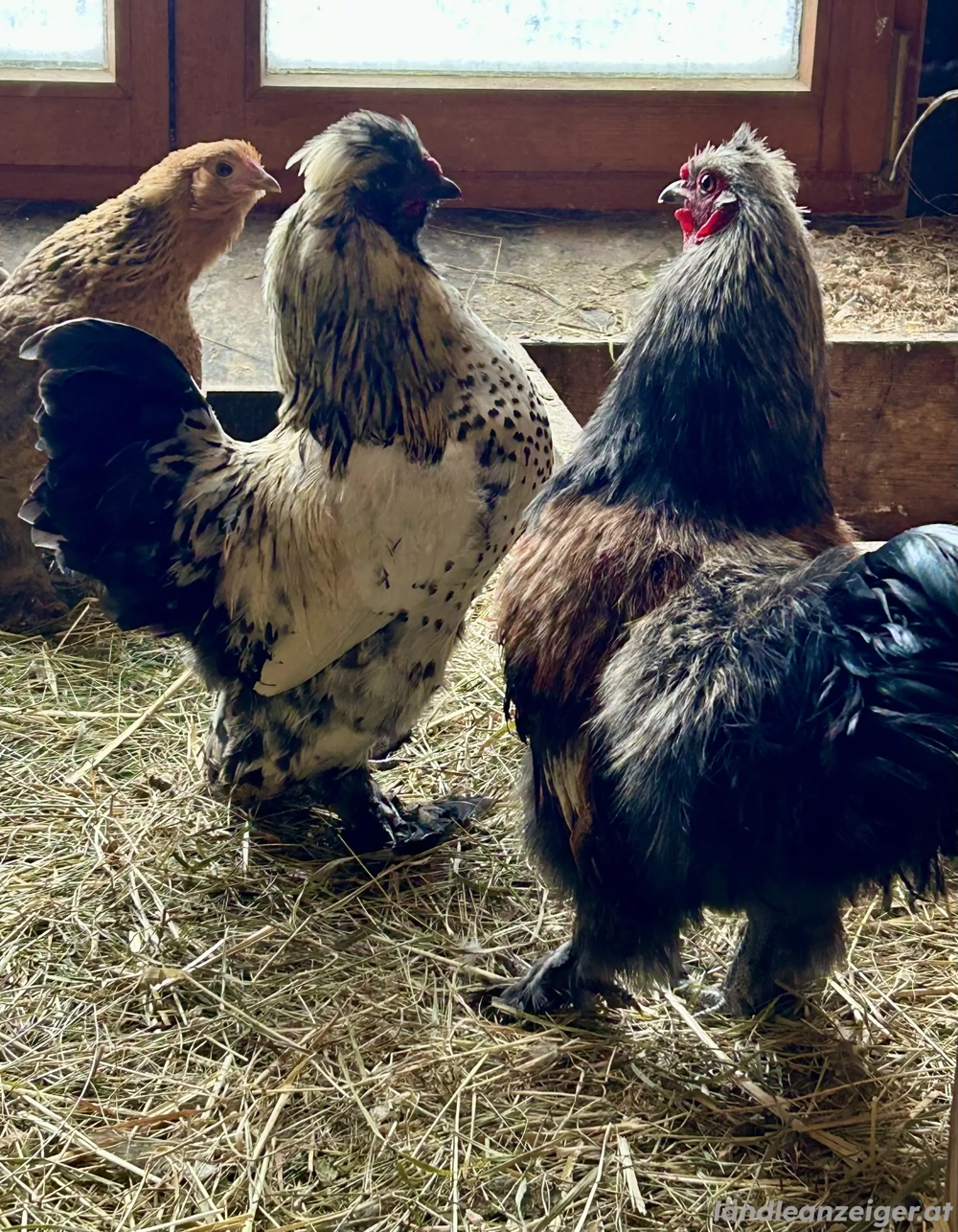 Verschenke zwergseidenhähne