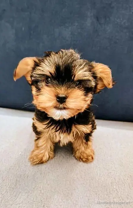 Yorkshire-Terrier-Welpen 
