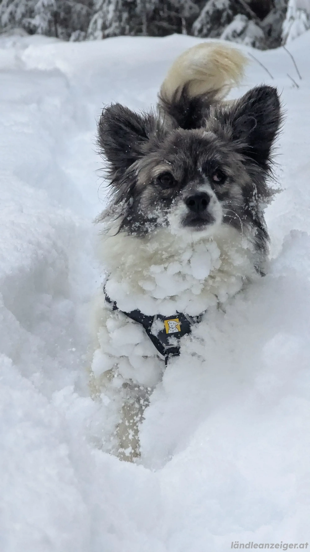 Kaja - eine kleine mit viel Herz