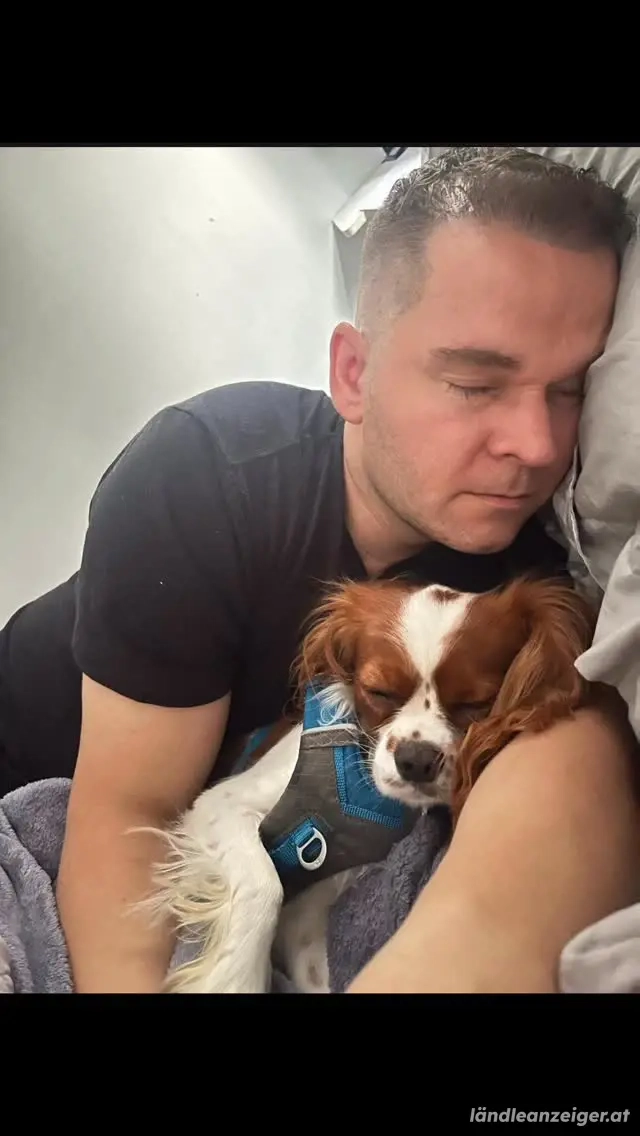 Freche Cavalier King Charles Welpen