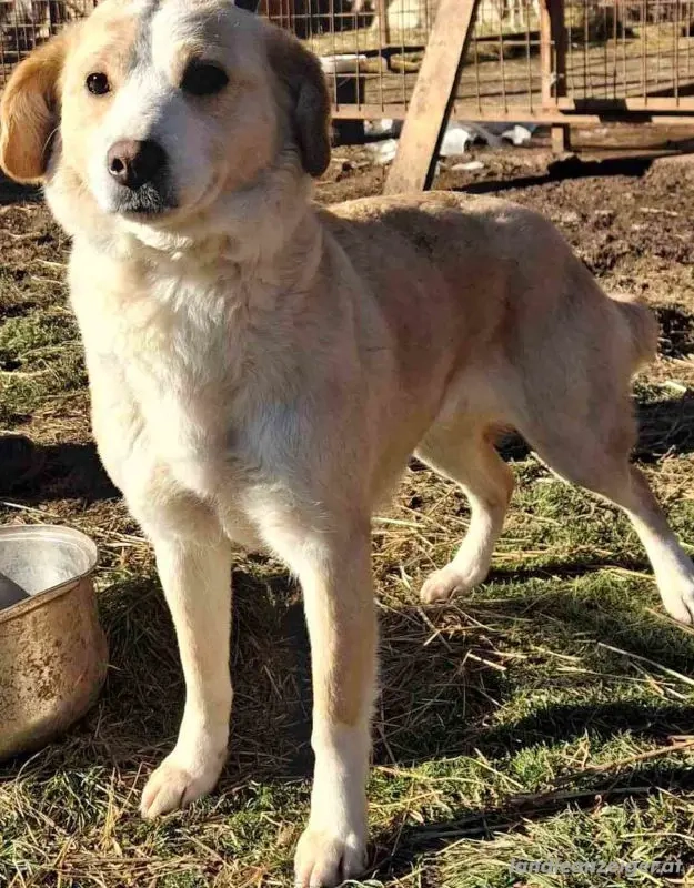 Amalfi sehnt sich nach liebevollem Zuhause