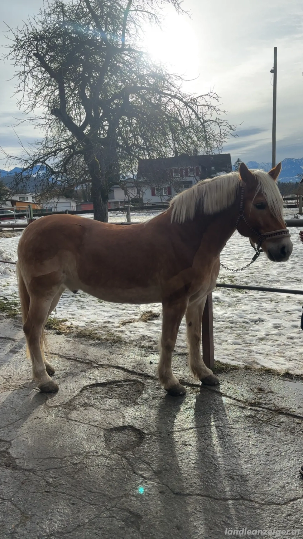 Reitbeteiligung zu vergeben