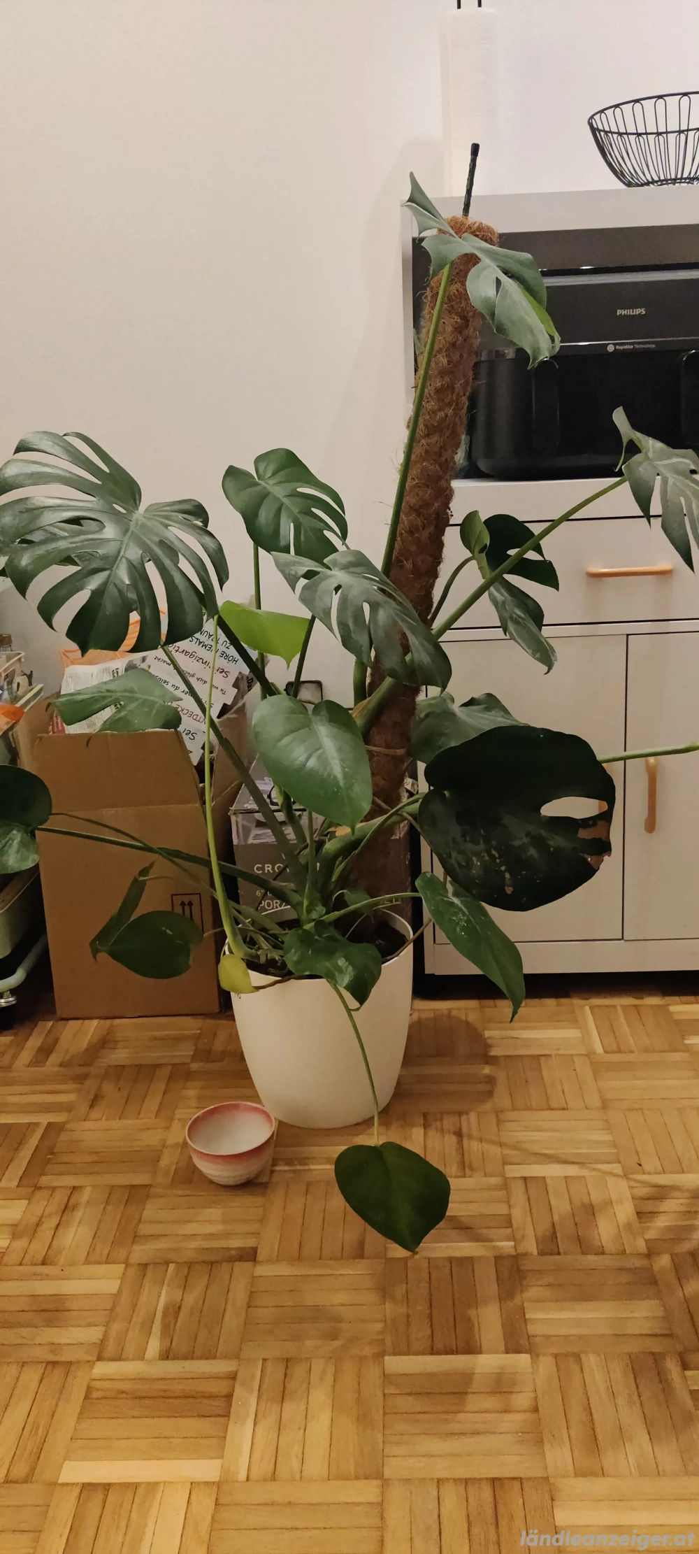 Pflanze Monstera Deliciosa 