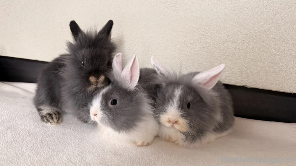 Löwenkopf Zwergkaninchen