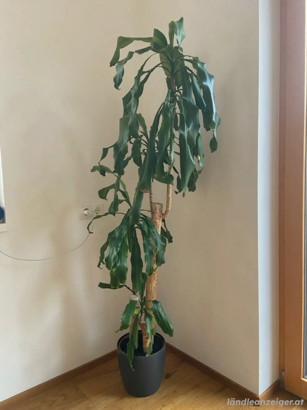 Golden Coast Dracaena (Drachenbaum) 