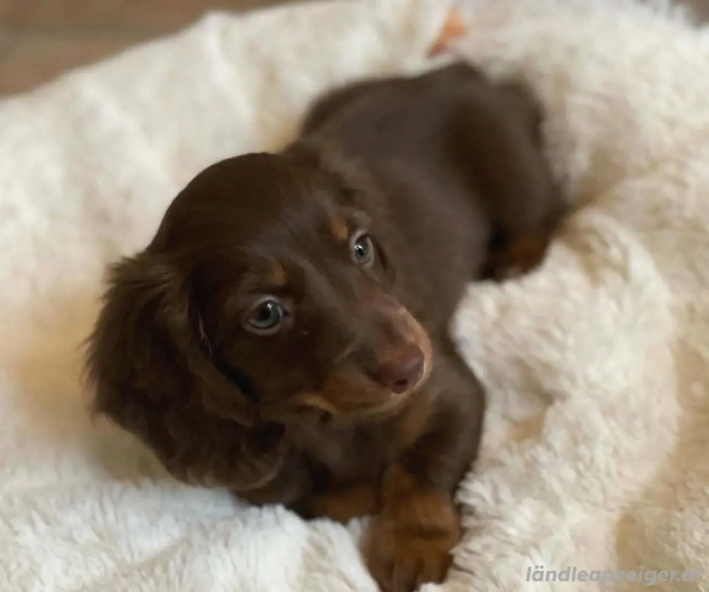 Kleine Dackelwelpen suchen neue Plätze