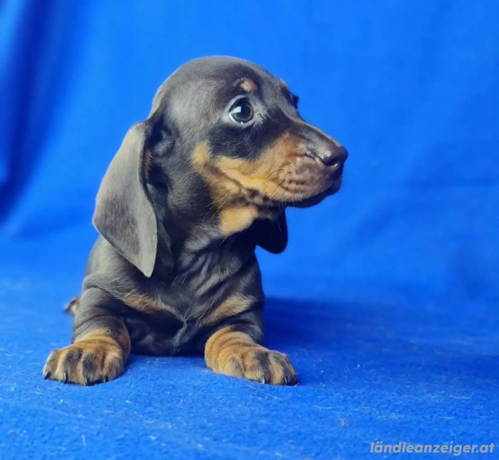 Dackelwelpen verfügbar