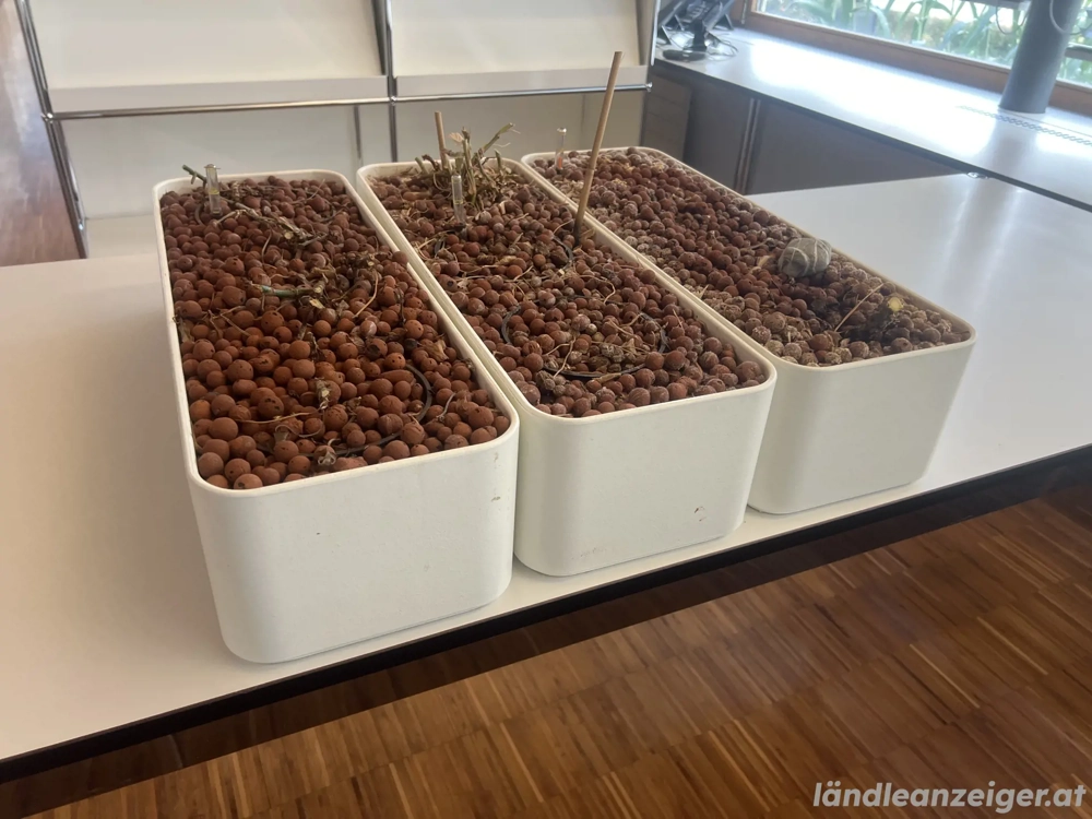 BLUMENKASTEN Kunststoff 580 x 200 x 150 mm