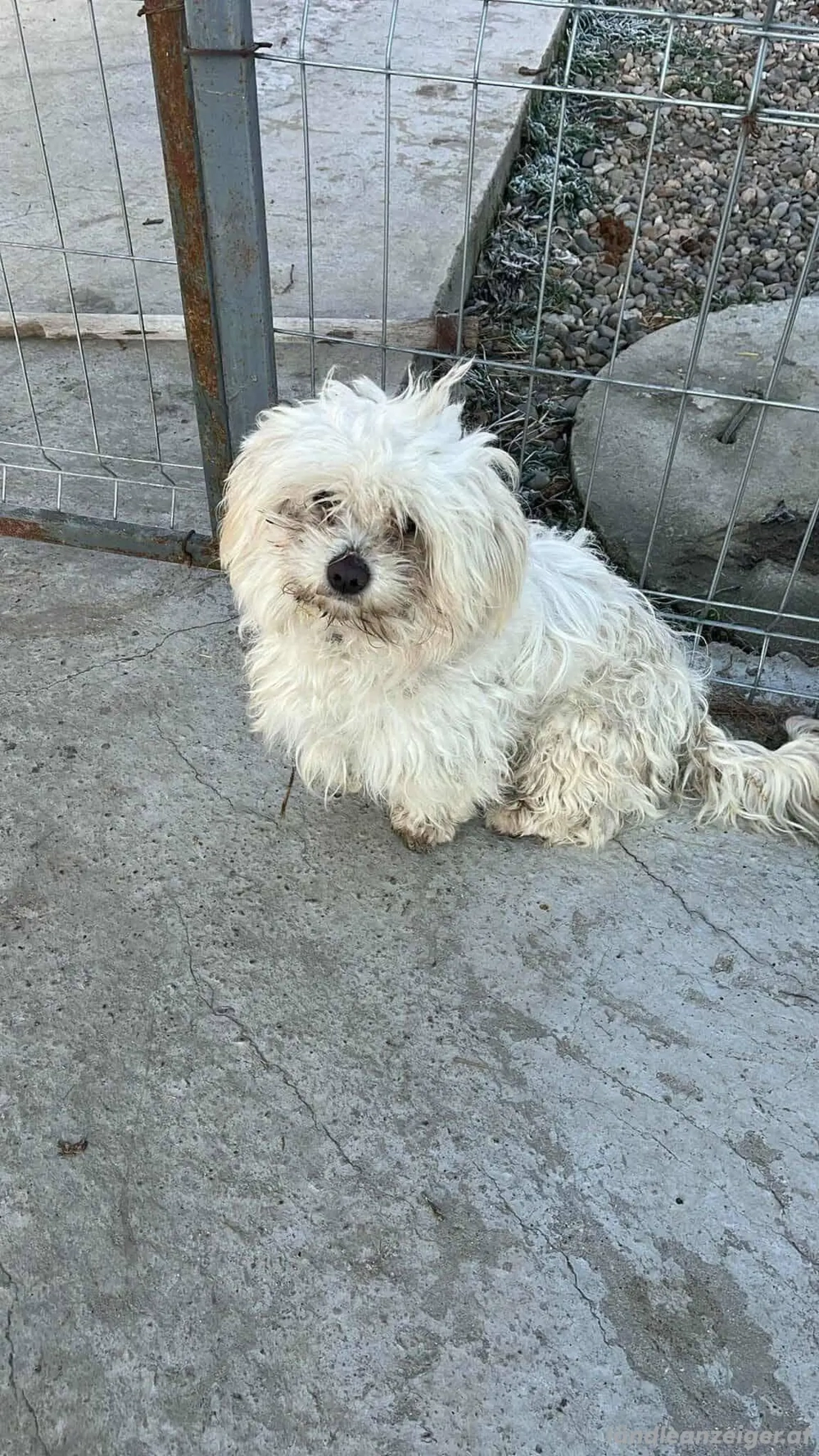 Willi - ein junges Herz auf der Suche nach Geborgenheit