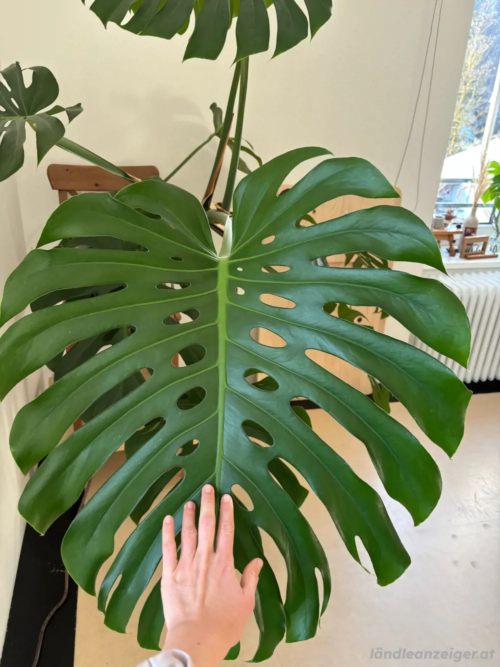 Monstera Deliciosa Pflanze groß