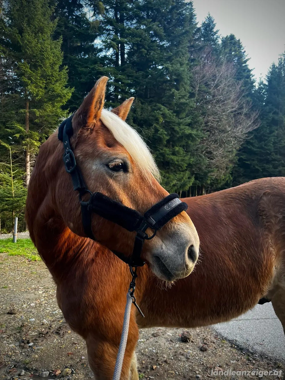 Haflinger sucht Bestplatz