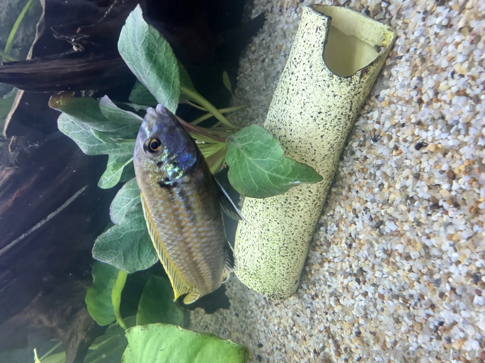 verschenke Barsch für Aquarium