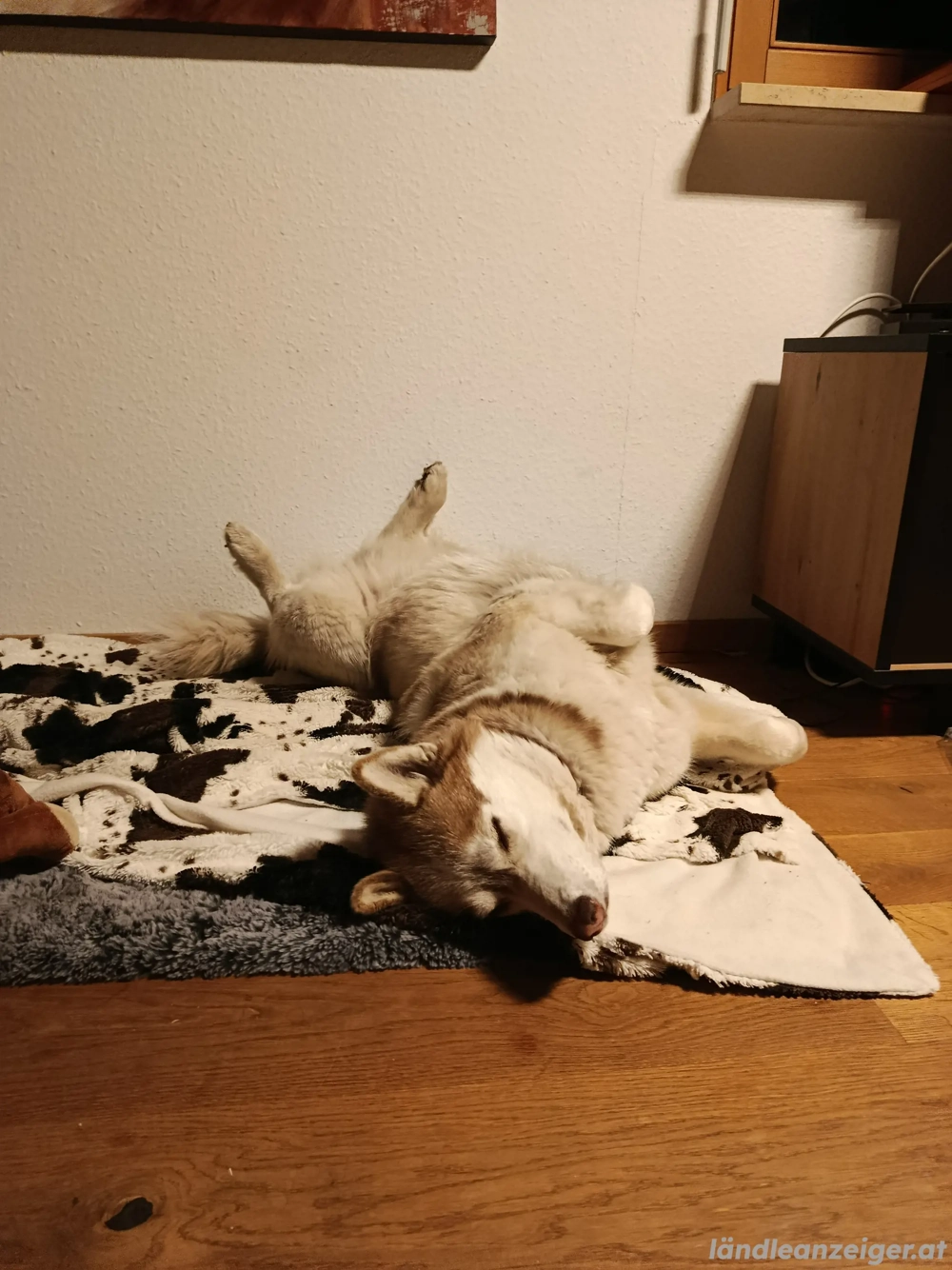 Wir sind auf der Suche nach....