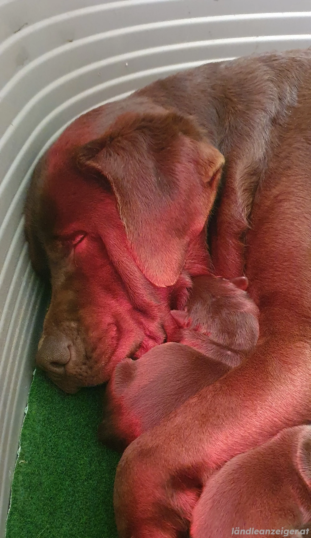 Labrador retriever welpen