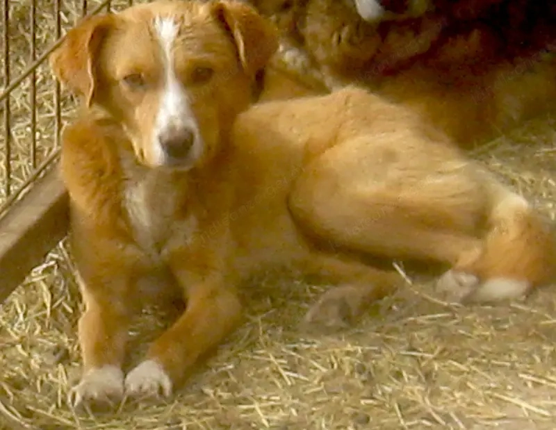 Laurie möchte bei IHNEN sein Glück finden