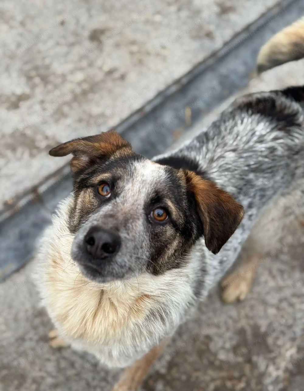 Hawkey - ein verspielter und verschmuster Begleiter