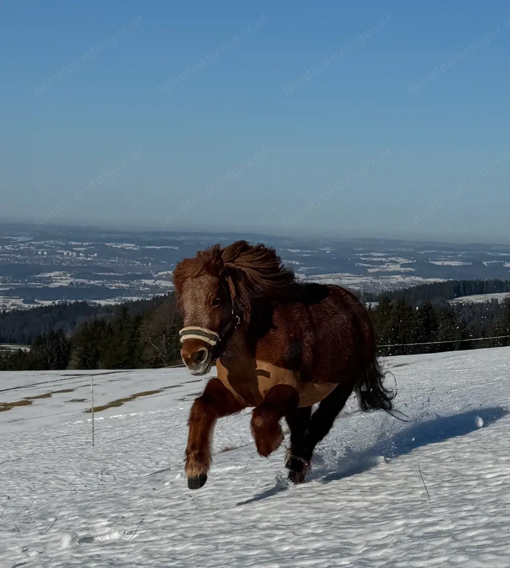 pflege oder Reitbeteiligung gesucht