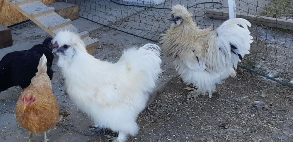 2 Seidenhähne 8 Monate alt