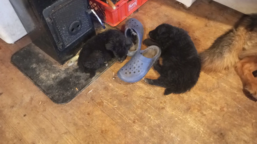 Familien Mischlings Hunde 