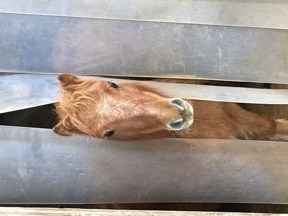 Pflege Reitbeteiligung für Erwachsene mit Kindern