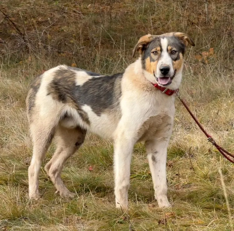 Sinatro wartet sehnsüchtig auf Fixplatz