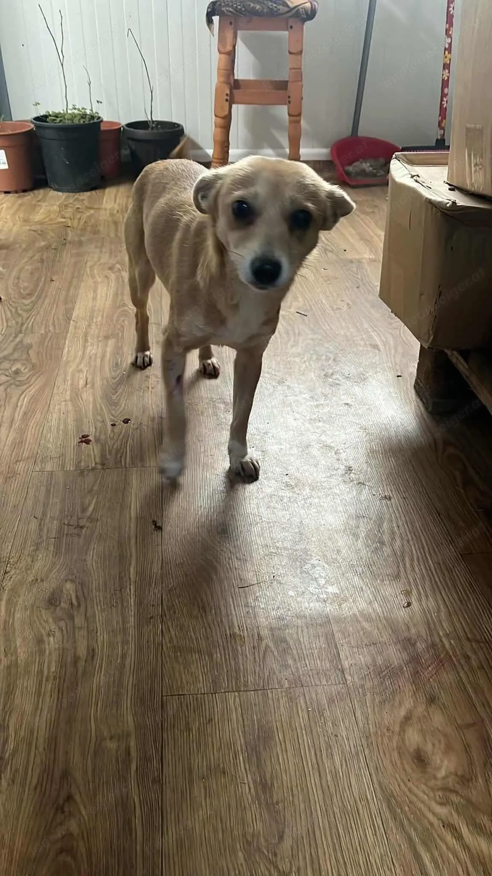 Tula - eine zarte Seele auf der Suche nach Geborgenheit