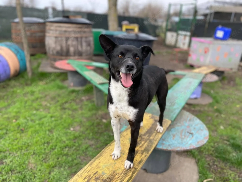 Domino - ein charmanter Sonnenschein sucht sein Für-immer-Zuhause