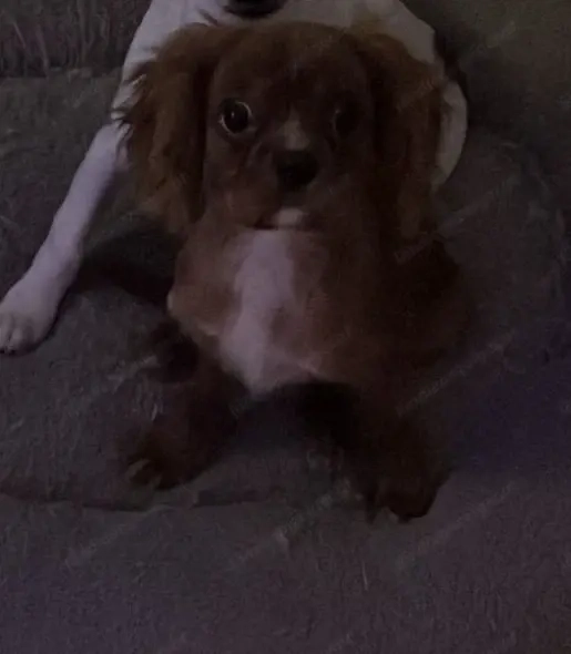 Cavalier King Charles