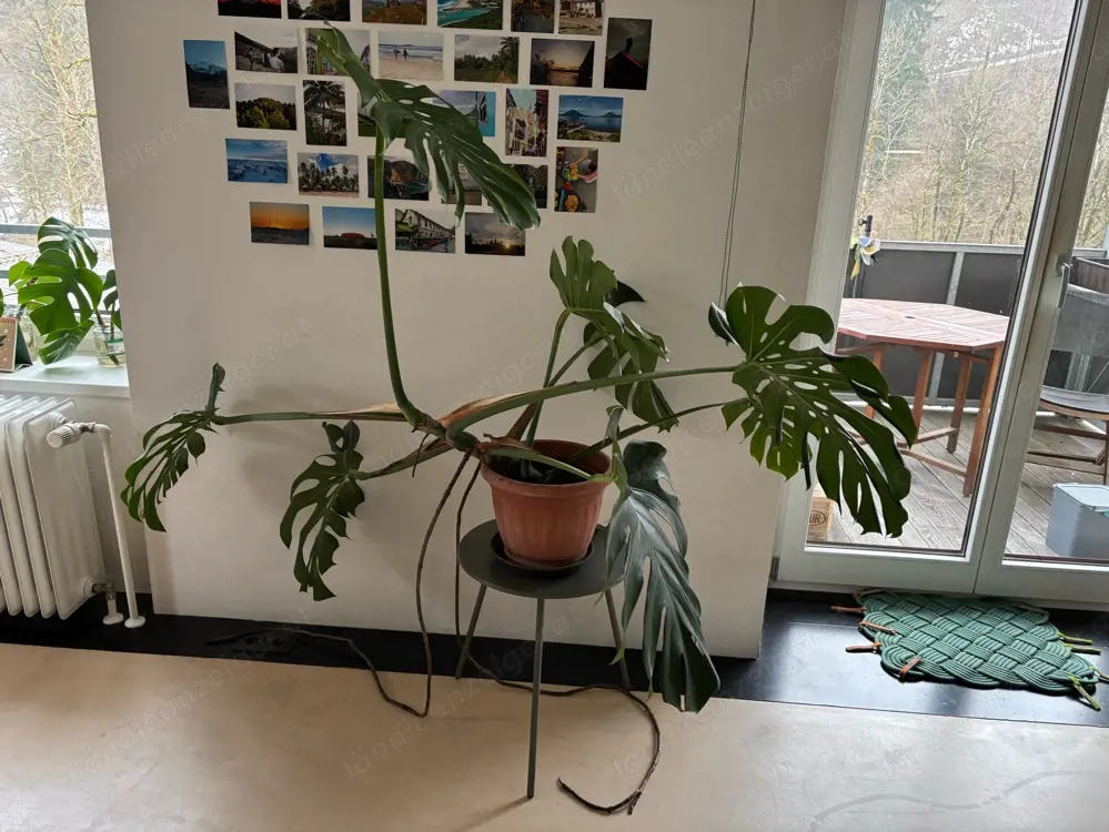Monstera Deliciosa Pflanze groß