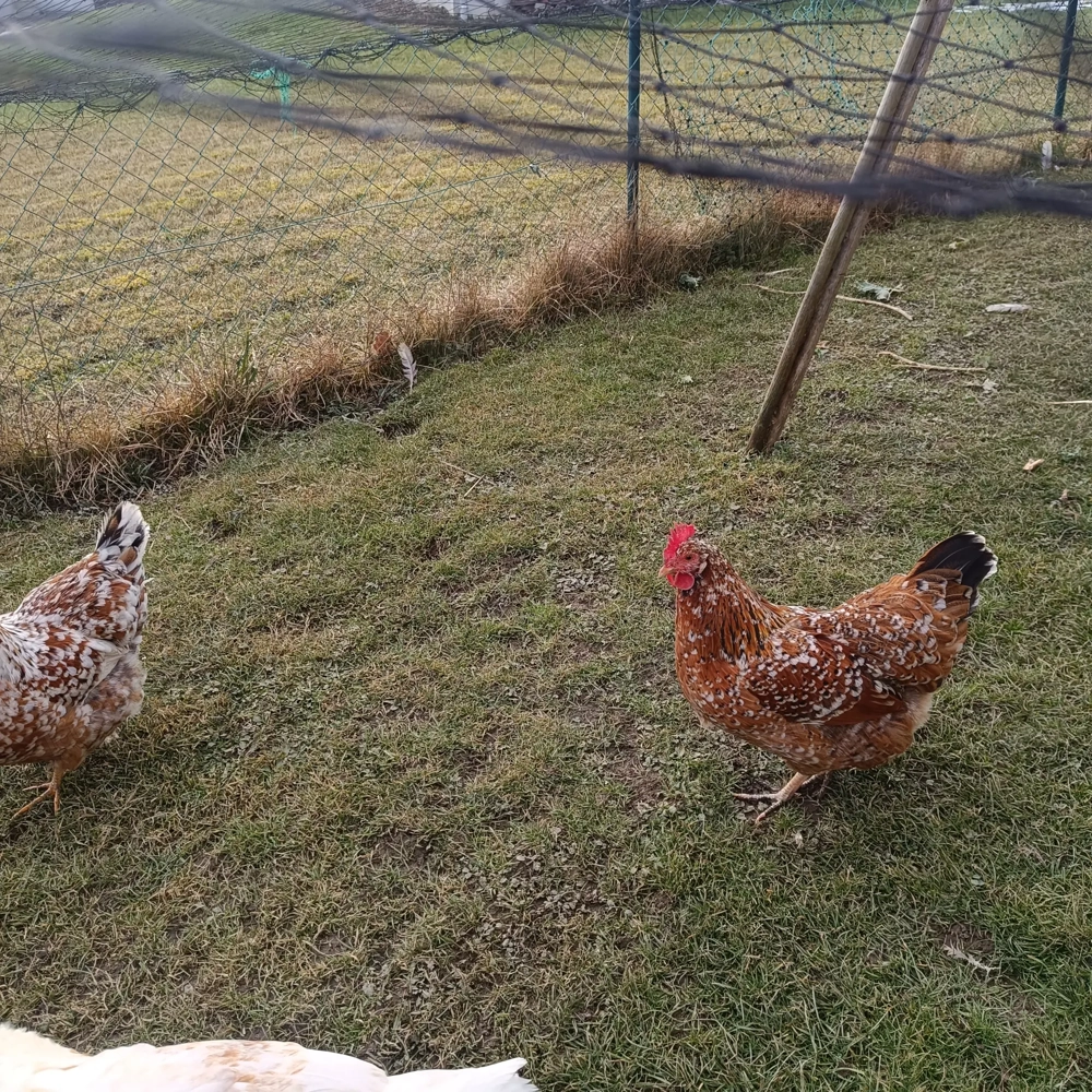 Schwedische Blumenhühner 3 Stück 