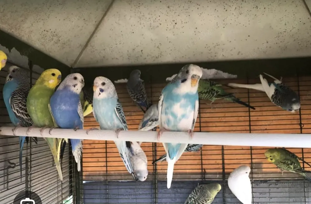 Wellensittiche Zu verkaufen