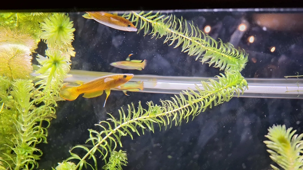 Aquarium Mollys Streifenhechtling 