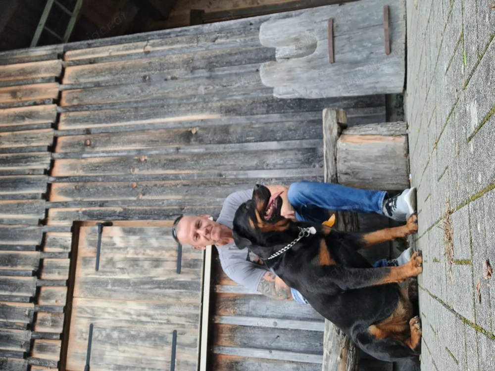 Hundetraining mit Peter 