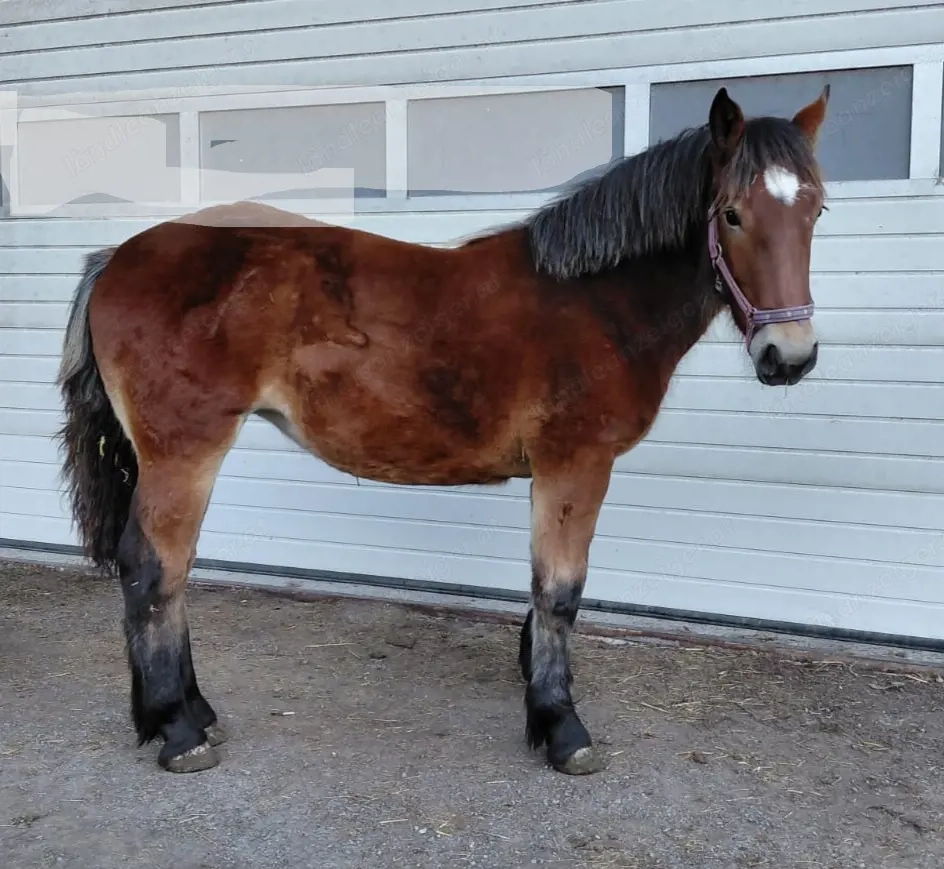Stutfohlen zu verkaufen