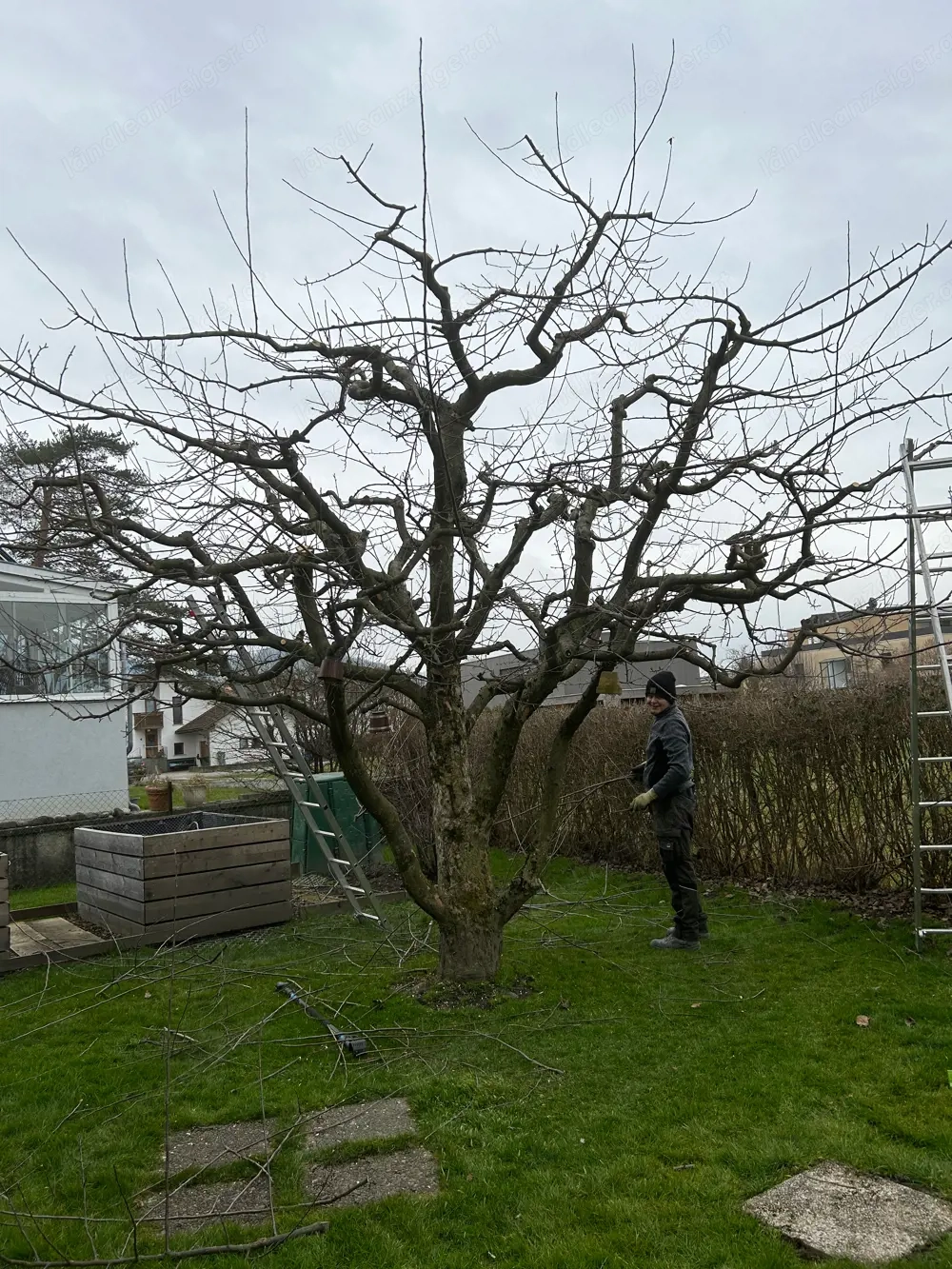 PROFI-Obstbaumschnitt