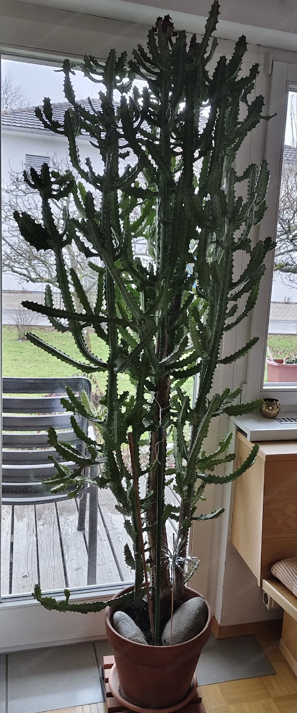 Sukkulente Zimmerpflanze