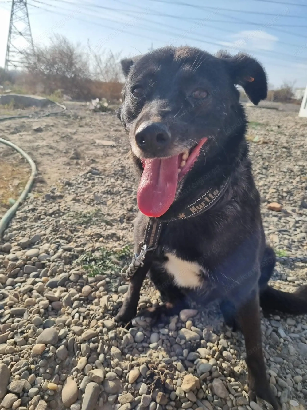 Manila - zurückhaltend, liebevoll und voller Vertrauen