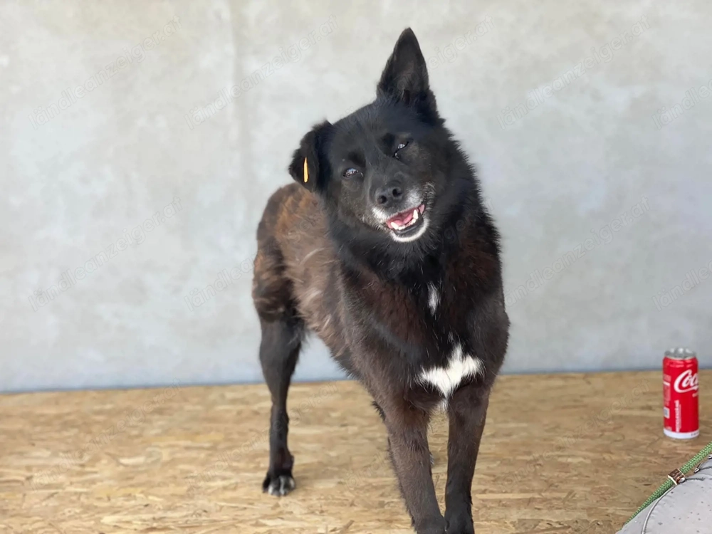 Amelia - zauberhafte Hundedame wartet auf liebevolle Menschen