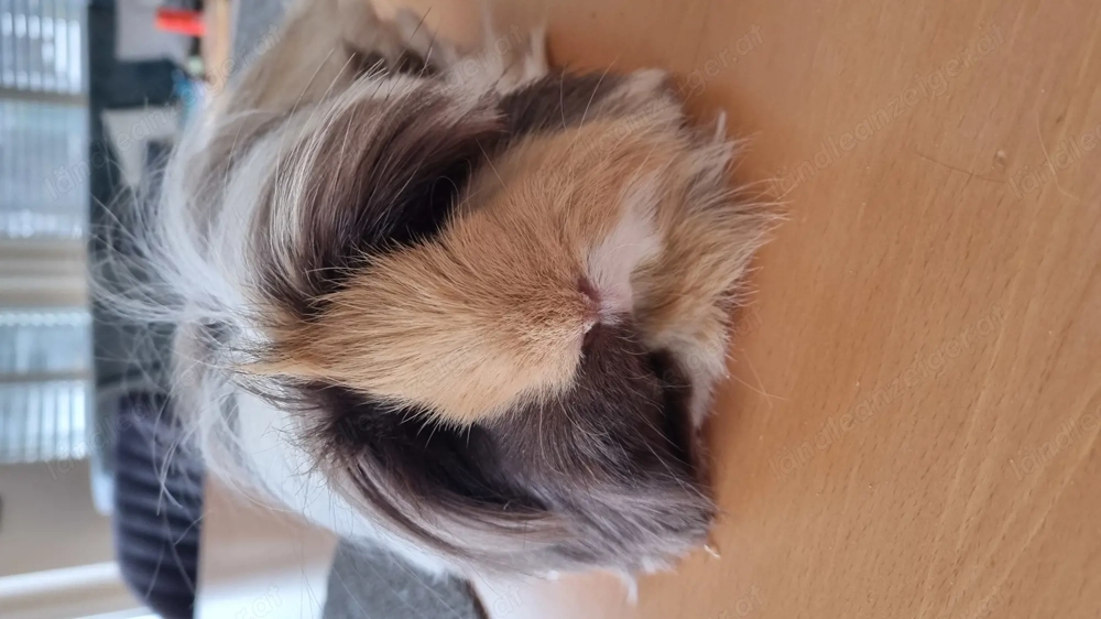 Platz für Meerschweinchen