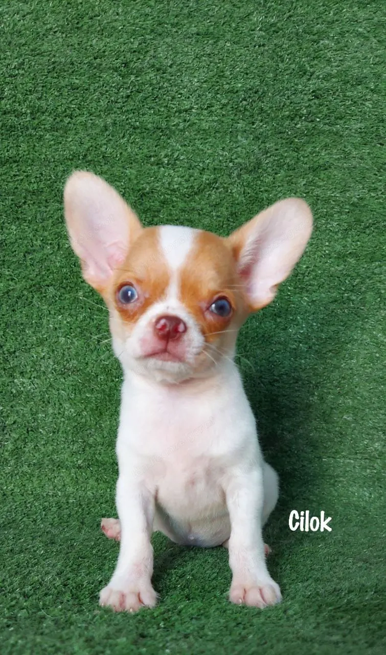 Ich präsentiere meine Chihuahua-Welpen