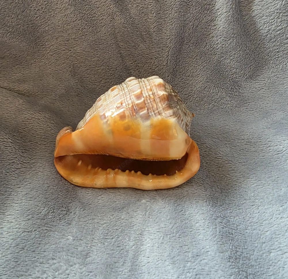 Sammler- & Vintage-Muschel   dekoratives Einzelstück