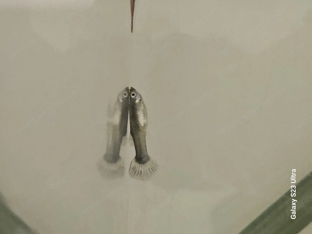 Guppys zu verschenken