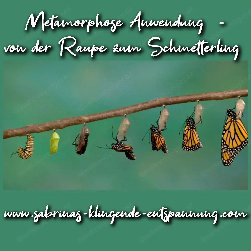 Metamorphose   Von der Raupe zum Schmetterling