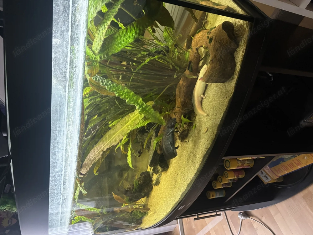 Juwel Aqurium 450l mit Zubehör