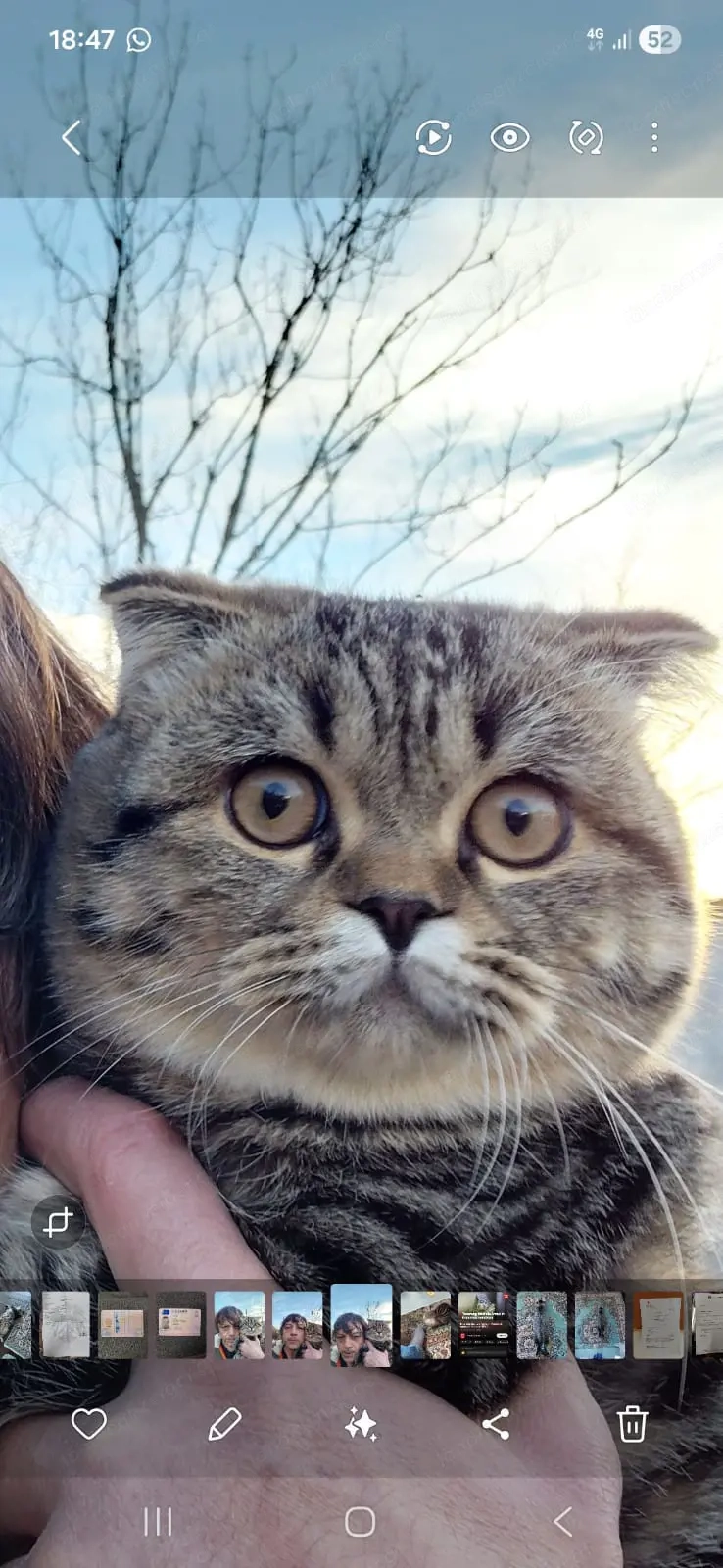 Katze 8 Monate zu verschenken